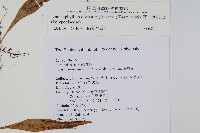 骨牌蕨藏品圖，第2張