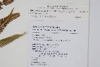 斜葉金星蕨藏品圖，第2張