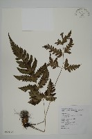 屏東擬肋毛蕨藏品圖，第1張