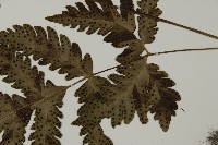 屏東擬肋毛蕨藏品圖，第5張