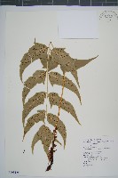 細齒貫眾蕨藏品圖，第1張