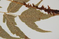 細齒貫眾蕨藏品圖，第3張