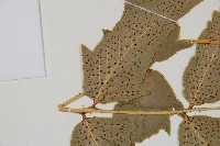 細齒貫眾蕨藏品圖，第5張