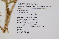 過山龍藏品圖，第2張