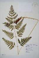 臺東鱗毛蕨藏品圖，第1張