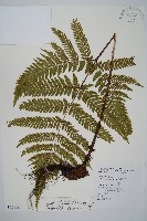 臺灣鱗毛蕨藏品圖，第1張