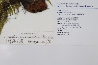 臺灣鱗毛蕨藏品圖，第2張