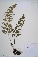 威氏鐵角蕨藏品圖，第1張