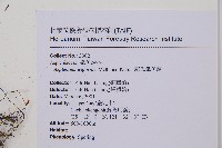 威氏鐵角蕨藏品圖，第2張