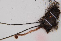 威氏鐵角蕨藏品圖，第3張