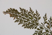 威氏鐵角蕨藏品圖，第4張