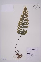 剪葉鐵角蕨藏品圖，第1張