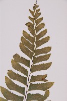 剪葉鐵角蕨藏品圖，第3張