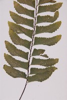 剪葉鐵角蕨藏品圖，第4張