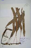 波氏星蕨藏品圖，第1張