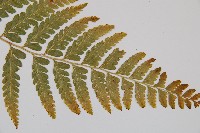 粗毛鱗蓋蕨藏品圖，第3張