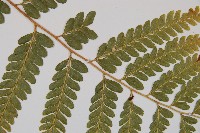 粗毛鱗蓋蕨藏品圖，第4張