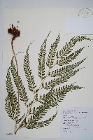 斜方複葉耳蕨藏品圖，第1張