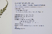 斜方複葉耳蕨藏品圖，第2張