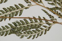 斜方複葉耳蕨藏品圖，第3張