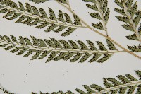 斜方複葉耳蕨藏品圖，第4張