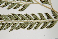 斜方複葉耳蕨藏品圖，第5張