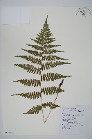 阿里山蹄蓋蕨藏品圖，第1張