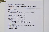 阿里山蹄蓋蕨藏品圖，第2張