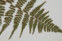 阿里山蹄蓋蕨藏品圖，第3張