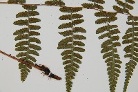 阿里山蹄蓋蕨藏品圖，第4張