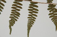 阿里山蹄蓋蕨藏品圖，第5張