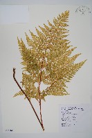 碗蕨藏品圖，第1張