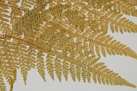 碗蕨藏品圖，第4張