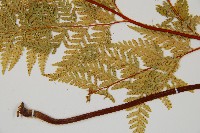 碗蕨藏品圖，第5張