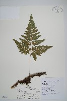 杯狀蓋陰石蕨藏品圖，第1張