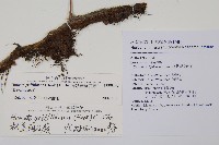 杯狀蓋陰石蕨藏品圖，第2張