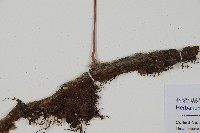 杯狀蓋陰石蕨藏品圖，第3張