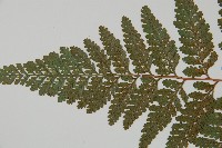 杯狀蓋陰石蕨藏品圖，第5張