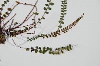 鐵角蕨藏品圖，第3張