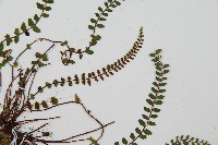 鐵角蕨藏品圖，第4張