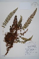 軟骨耳蕨藏品圖，第1張