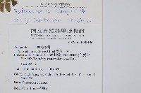 軟骨耳蕨藏品圖，第2張