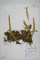 玉山瓦葦藏品圖，第1張