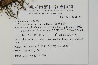 華鳳丫蕨藏品圖，第2張