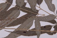 華鳳丫蕨藏品圖，第3張