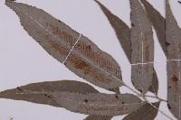 華鳳丫蕨藏品圖，第4張