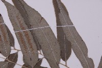 華鳳丫蕨藏品圖，第5張