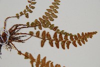 岩蕨藏品圖，第4張