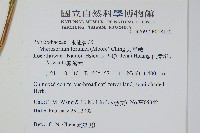 大星蕨藏品圖，第2張