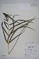長葉鳳尾蕨藏品圖，第1張